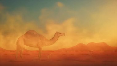 4k Camel bir kum fırtınası simülasyonunda çölde yürüyor.