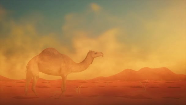 カメル 砂嵐で砂漠を歩く — ストック動画