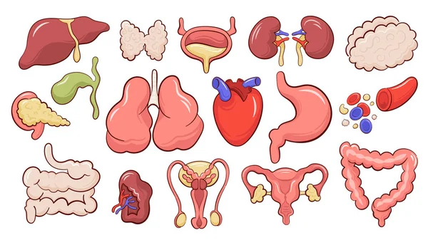 Set Van Geïsoleerde Pictogrammen Met Verschillende Menselijke Interne Organen Cartoon — Stockvector