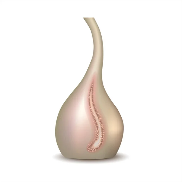 Formas Biônicas Design Vasos Românticos Isolados Sobre Fundo Branco Vaso — Fotografia de Stock