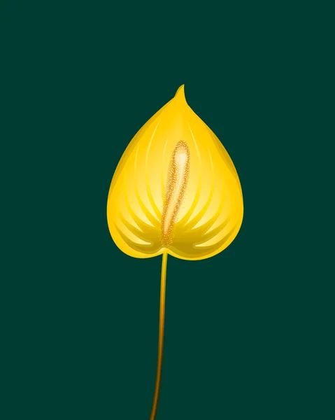 Όμορφο Λουλούδι Ανθούριο Στο Κέντρο Σκούρο Πράσινο Φόντο Χειροποίητη Απεικόνιση — Φωτογραφία Αρχείου