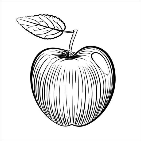 Pomme Style Gravure Illustration Pomme Ligne Blanche Noire Croquis Vectoriel — Image vectorielle