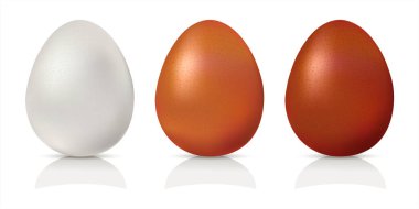 Gerçekçi koyu, açık kahverengi ve beyaz tavuk yumurtaları. 3D renkli organik yumurta. Beyaz arkaplanda vektör çizimi izole edildi. Paskalya için doğal beyaz ve kahverengi yumurtalar..