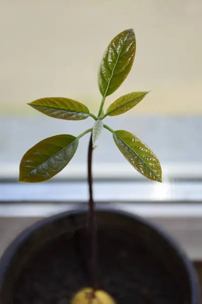 Young avocado sprout with leaves in pot on window sill . Growing avocados in a pot at home. Fresh avocado sprout with green leaves grows from a seed. Selective focus.