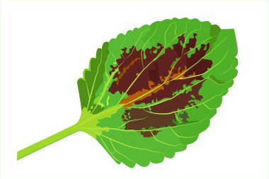 Coleus yaprağı kestane yeşili. Coleus cinsi (Lamiaceae) familyasından (Lamiales) bir familyadır. Düz dizayn beyaz arkaplanda izole edildi.