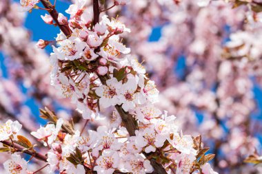 Kiraz ağacı baharda güzel renklerle çiçek açıyor. Yumuşak, nazik ve zarif kiraz açık pembe çiçekler dallarda. 