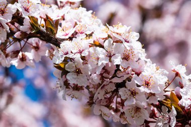 Kiraz ağacı baharda güzel renklerle çiçek açıyor. Yumuşak, nazik ve zarif kiraz açık pembe çiçekler dallarda. 