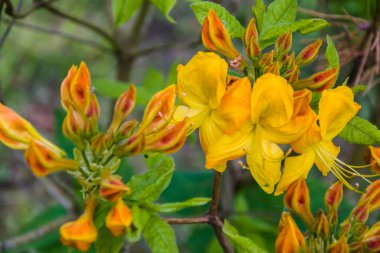 Ulusal parktaki rhododendronların arka planı.