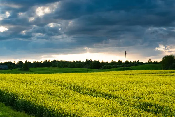 Природный Пейзаж Желтое Рапсовое Поле Бурное Небо — стоковое фото