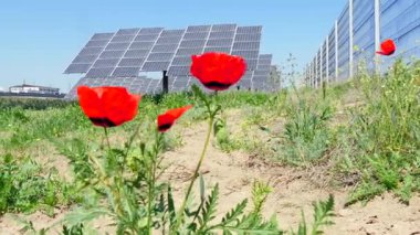 Parlak kırmızı gelincikler arka planda güneş panelleri olan yabani otların arasında büyürler. Açık mavi gökyüzü, güneşli bir gün. Sürdürülebilir enerji üretimi. 4K 'da çekilmiş..
