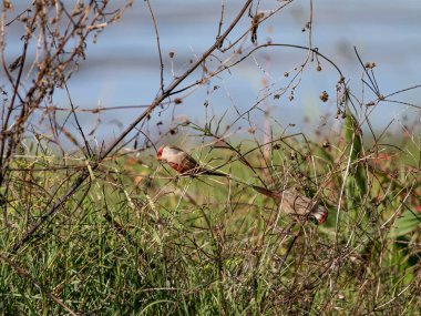 Portekiz 'in kuzeyindeki Lima Nehri sınırında yiyecek arayan yaygın balmumu faturası..
