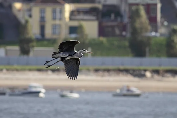 Heron在葡萄牙北部Douro河上空飞行 — 图库照片