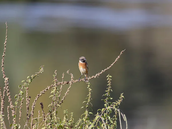 美丽的欧洲知更鸟在利马河边 葡萄牙北部 — 图库照片