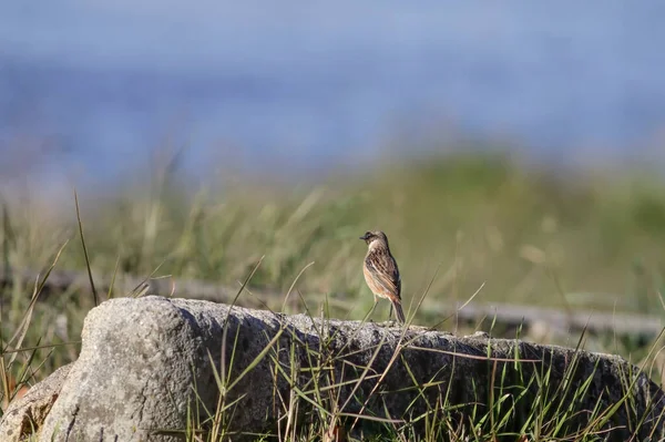 Krásný Pták Usazený Skále Moře Severní Portugalsko — Stock fotografie