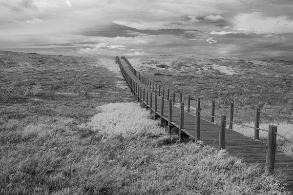 stock image Coastal sand dune walkway, north of Portugal. Used infrared filter. Converted black and white.