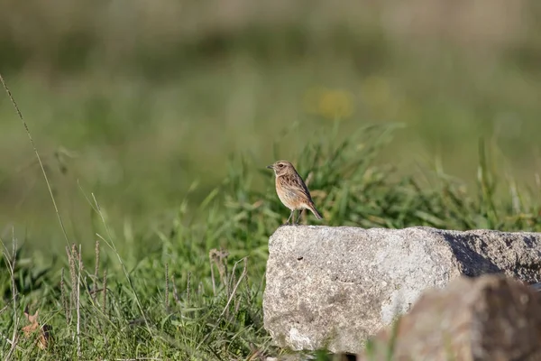 葡萄牙北部 美丽的小鸟栖息在岩石上 — 图库照片