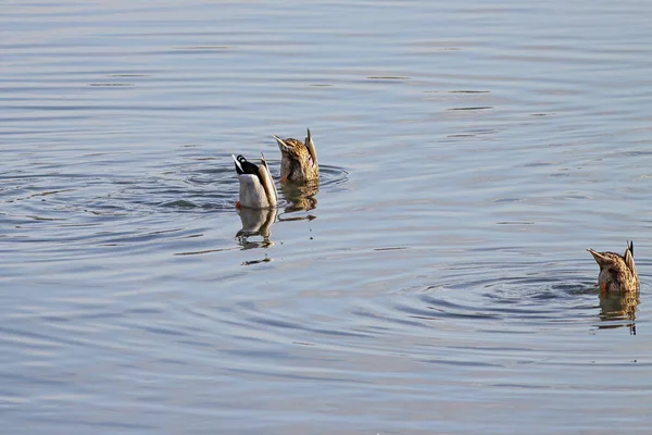 Três Patos Selvagens Cabeça Para Baixo Durante Atividade Alimentação Rio — Fotografia de Stock