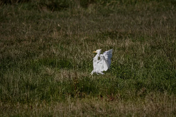 Stock image Cattle egret landing in a field from the northern portuguese coast