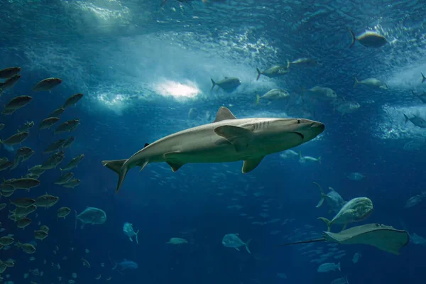 Requin Passant Dans Aquarium Eau Salée — Photo