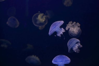 Tuzlu su akvaryumundan mavi denizanası