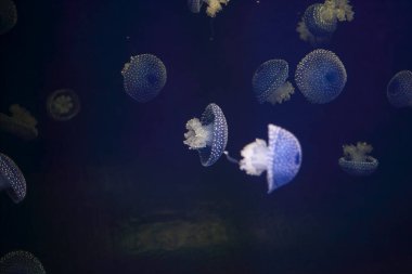 Tuzlu su akvaryumundan mavi denizanası