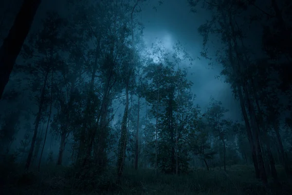Bewolkt Mistig Volle Maan Nacht Het Bos — Stockfoto