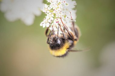 Kuzey Portekiz çayır beyaz çiçeklerinden polen ve nektar emen arıların sığ Dof 'u