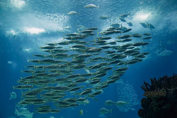 Makrélaiskola Óceáni Akvárium Képe — Stock Fotó