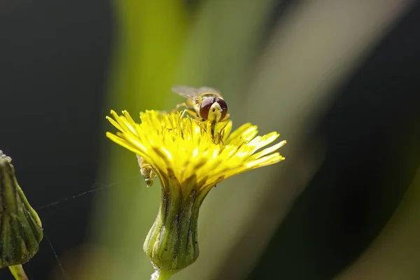 Méhek Virágport Nektárt Szívnak Egy Északi Portugál Rét Sárga Virágaiból — Stock Fotó