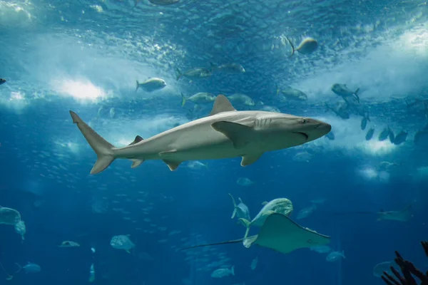 Tuzlu Akvaryumundan Geçen Köpekbalığı — Stok fotoğraf