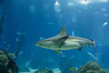 Shark passing by in a salt water aquarium clipart