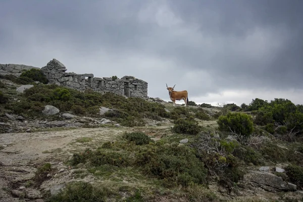 Очищена Гірська Корова Національного Парку Пенеда Ґерес Північ Від Португалії — стокове фото