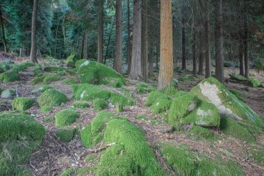 Portekiz 'in kuzeyindeki Peneda Geres Ulusal Parkı' ndan bir dağ ormanında yeşil yosun kaplı orman kayaları