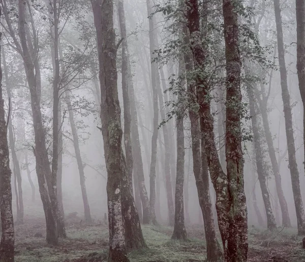 Mistige Bos Met Prachtige Licht Van Peneda Geres Nationaal Park — Stockfoto
