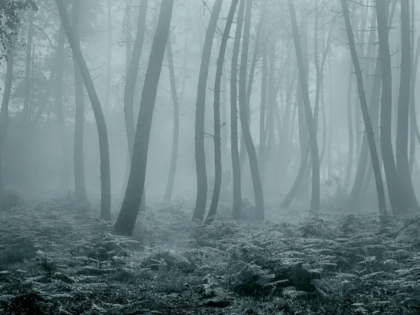 Foggy Woods Peneda Geres National Park North Portugal Toned Black — Stock Photo, Image