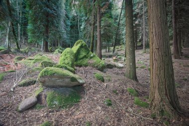 Portekiz 'in kuzeyindeki Peneda Geres Ulusal Parkı' ndan bir dağ ormanında yeşil yosun kaplı orman kayaları