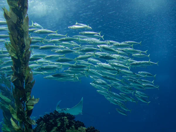 Makrélaiskola Óceáni Akvárium Képe — Stock Fotó
