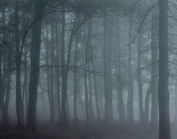 模拟的摄影 幻灯片 120 有雾的树林从佩内达 Geres 国家公园 位于葡萄牙北部 — 图库照片