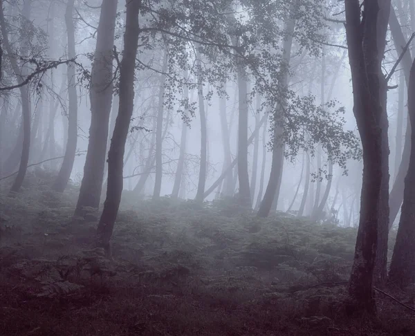 前景色と美しい光街ジェレス国立公園から 北ポルトガルの緑のシダと霧の森 アナログ写真 120 フィルムをスライドします — ストック写真