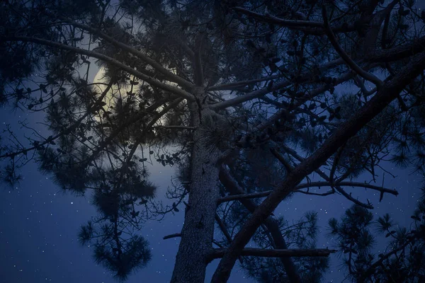 Pinheiro Numa Noite Estrelada Lua Cheia — Fotografia de Stock