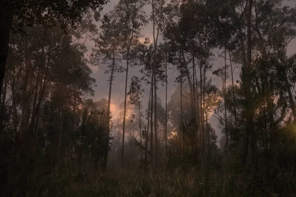 Kleurrijke Bewolkte Mistige Schemering Het Bos — Stockfoto