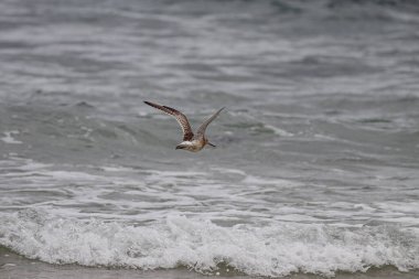 Çulluk kuzey Portekiz dalgası üzerinde uçuyor.