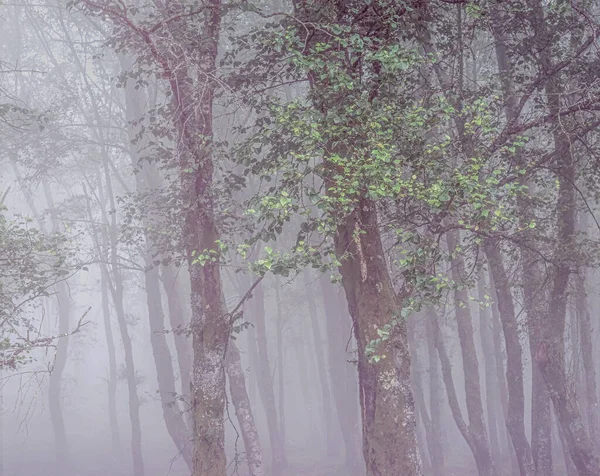 Mlžné Lesy Zelenými Listy Popředí Krásné Světlo Národní Park Peneda — Stock fotografie