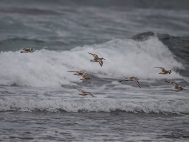 Sandpiperlar deniz dalgaları üzerinde uçar. Kuzey Portekiz kıyıları.