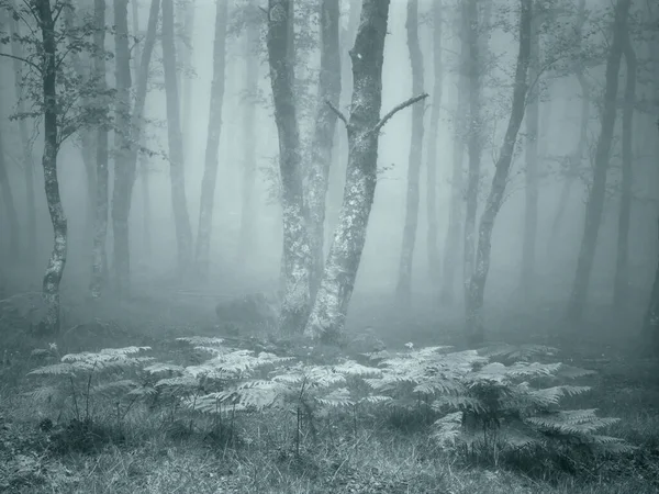 Foggy Woods Fernes Foreground Peneda Geres National Park North Portugal — Stock Photo, Image
