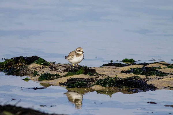 Plover Looking Food Low Tide Rocky Beach Northern Portugal — Stock Photo, Image