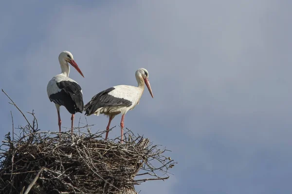 Couple Storks Nest Blue Sky South Portugal — Stock Photo, Image