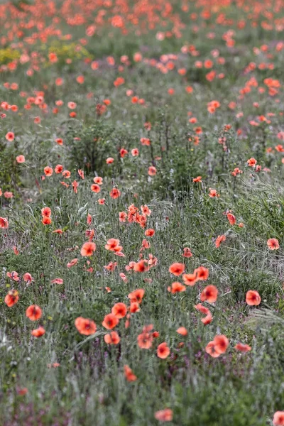 Poppy Fields Northern Portugal — Stock Photo, Image