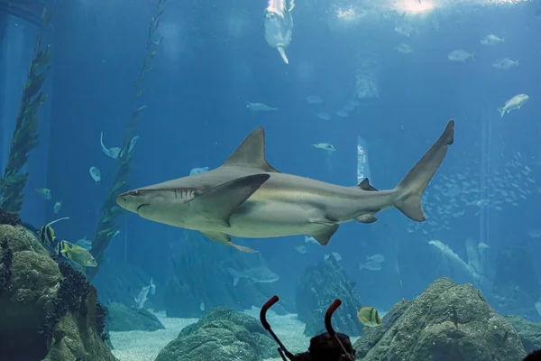 Tuzlu Akvaryumu Bir Köpekbalığı Geçiyor — Stok fotoğraf