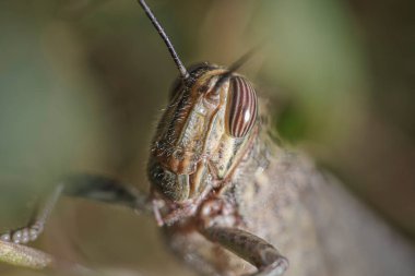 Grasshopper closeup. Northern portuguese meadow.